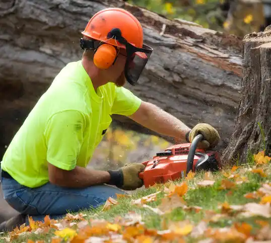 tree services Haskins